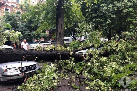 На Коблевской большие ветки рухнули на припаркованные авто (фото)