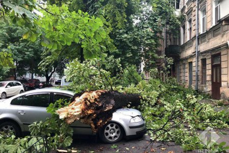 На Коблевской большие ветки рухнули на припаркованные авто (фото)