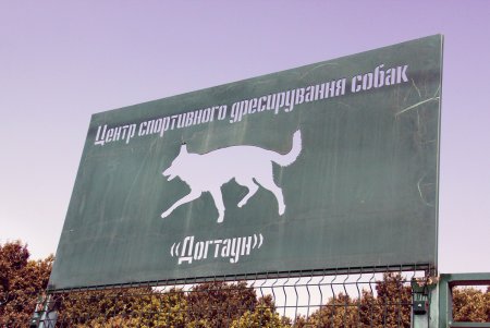 Спортивный чемпионат для собак Dog Puller (фоторепортаж)