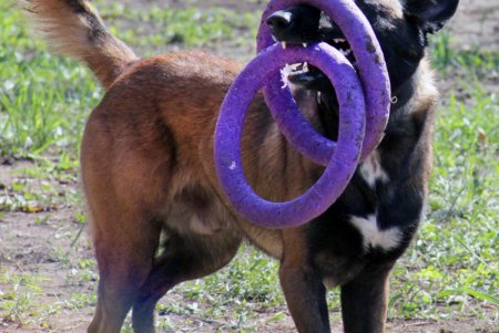 Спортивный чемпионат для собак Dog Puller (фоторепортаж)