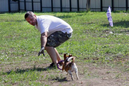 Спортивный чемпионат для собак Dog Puller (фоторепортаж)