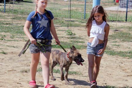 Спортивный чемпионат для собак Dog Puller (фоторепортаж)