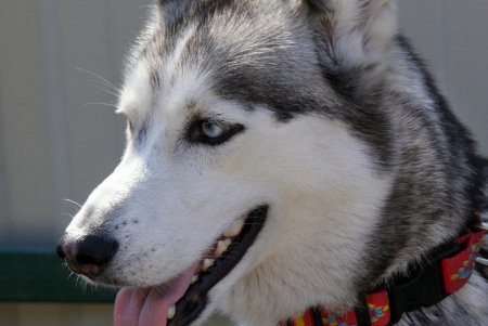 Спортивный чемпионат для собак Dog Puller (фоторепортаж)