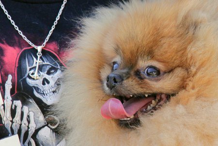 Спортивный чемпионат для собак Dog Puller (фоторепортаж)