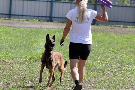 Спортивный чемпионат для собак Dog Puller (фоторепортаж)