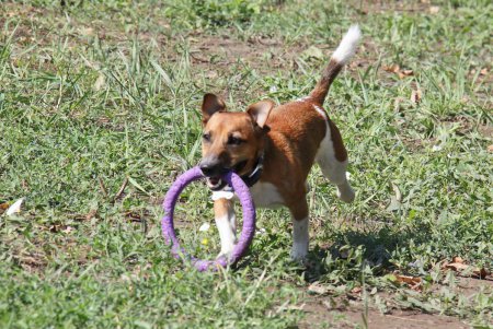 Спортивный чемпионат для собак Dog Puller (фоторепортаж)
