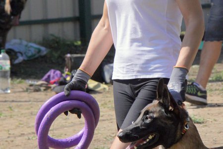 Спортивный чемпионат для собак Dog Puller (фоторепортаж)