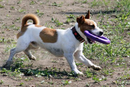 Спортивный чемпионат для собак Dog Puller (фоторепортаж)