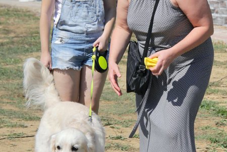 Спортивный чемпионат для собак Dog Puller (фоторепортаж)