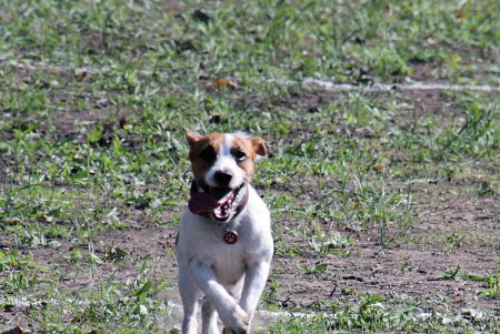 Спортивный чемпионат для собак Dog Puller (фоторепортаж)