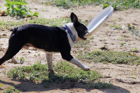 Спортивный чемпионат для собак Dog Puller (фоторепортаж)