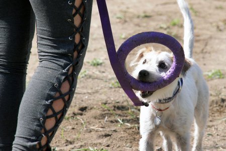 Спортивный чемпионат для собак Dog Puller (фоторепортаж)