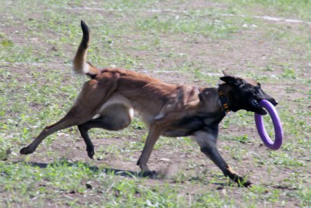 Спортивный чемпионат для собак Dog Puller (фоторепортаж)