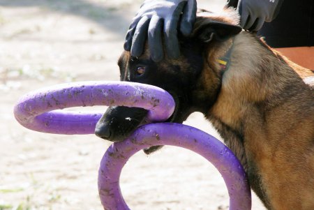 Спортивный чемпионат для собак Dog Puller (фоторепортаж)