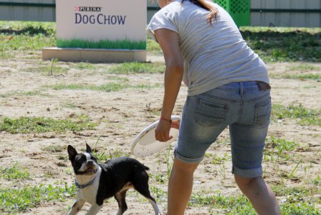 Спортивный чемпионат для собак Dog Puller (фоторепортаж)