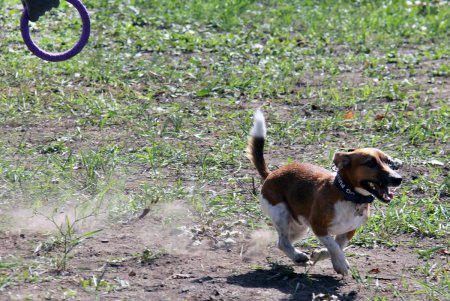 Спортивный чемпионат для собак Dog Puller (фоторепортаж)
