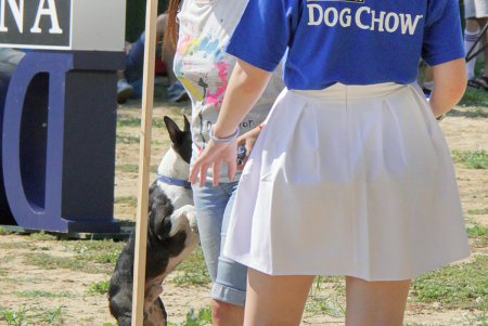 Спортивный чемпионат для собак Dog Puller (фоторепортаж)
