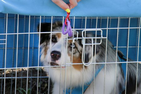 Спортивный чемпионат для собак Dog Puller (фоторепортаж)