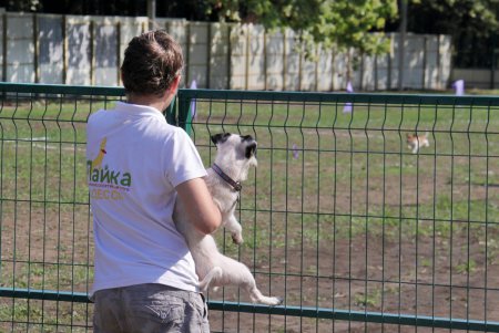 Спортивный чемпионат для собак Dog Puller (фоторепортаж)