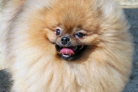 Спортивный чемпионат для собак Dog Puller (фоторепортаж)