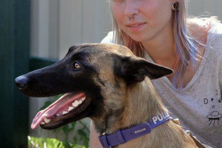 Спортивный чемпионат для собак Dog Puller (фоторепортаж)