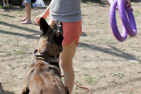 Спортивный чемпионат для собак Dog Puller (фоторепортаж)