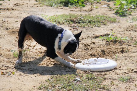 Спортивный чемпионат для собак Dog Puller (фоторепортаж)