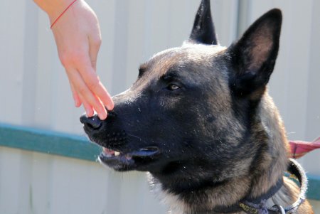 Спортивный чемпионат для собак Dog Puller (фоторепортаж)