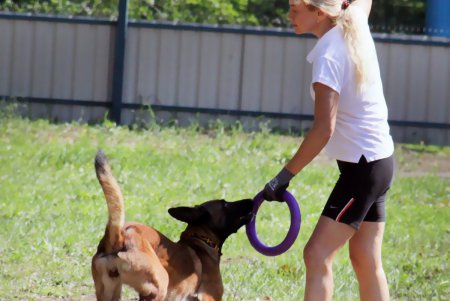 Спортивный чемпионат для собак Dog Puller (фоторепортаж)