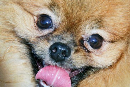 Спортивный чемпионат для собак Dog Puller (фоторепортаж)