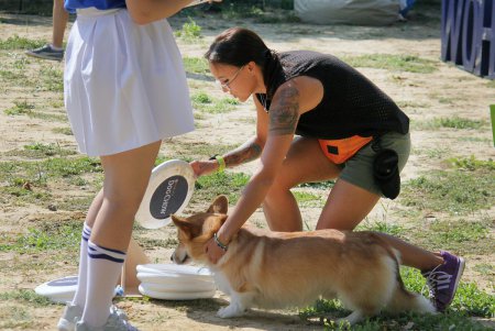 Спортивный чемпионат для собак Dog Puller (фоторепортаж)