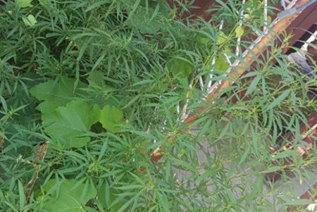 Патрульные приехали по вызову на пожар, а обнаружили теплицу с коноплей (фото)