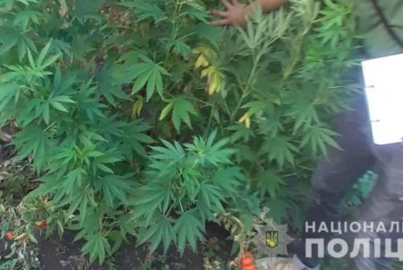 Cупруги в Раздельнянском районе выращивали коноплю на огороде (фото)