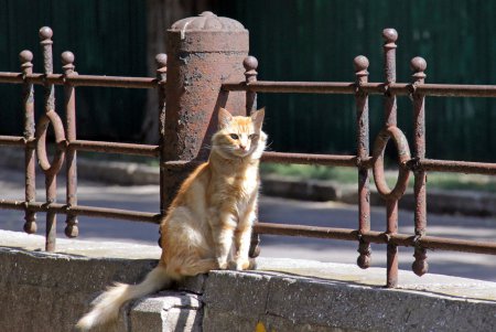 Прогулка по Алексеевскому скверу (фоторепортаж)