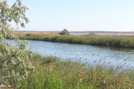 После соединения с морем Тилигульский лиман постепенно оживает (фото)