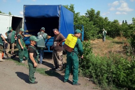 Горожан призвали отметить на карте места произрастания амброзии (фото)