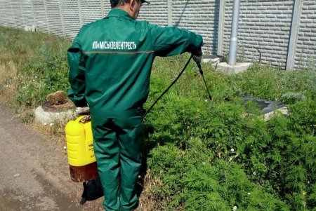 Горожан призвали отметить на карте места произрастания амброзии (фото)