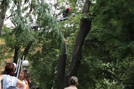 В Измаиле всем миром снимали с дерева местного Тарзана (фото) 