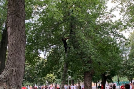 В Измаиле всем миром снимали с дерева местного Тарзана (фото) 