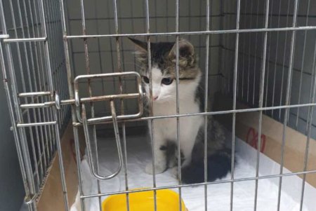 Душила кота в магазине: у одесской живодерки забрали питомца (фото, видео)