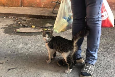 Душила кота в магазине: у одесской живодерки забрали питомца (фото, видео)