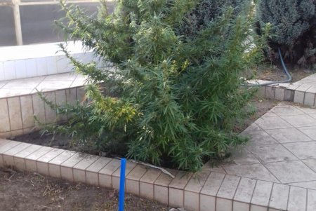 В доме у жителя Овидиополя нашли оружие и наркотики (фото)