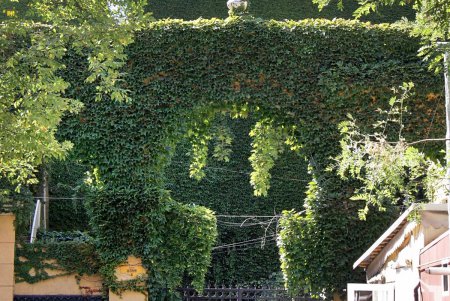 Дом с плющом: зеленое украшение среди желтеющих листьев (фоторепортаж) 