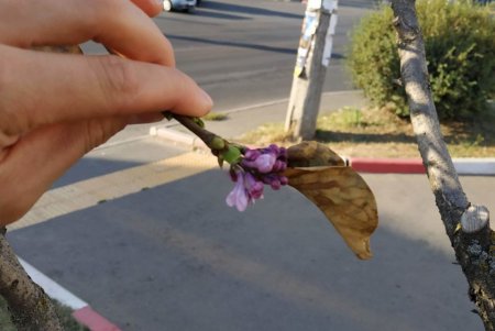 Предвестники теплой осени: сирень, акация и каштаны зацвели в Одессе (фотофакт)