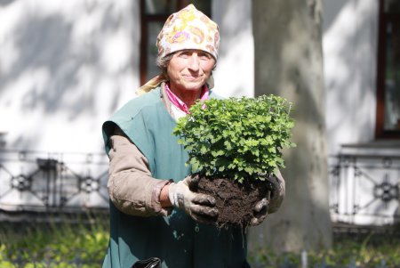 Городские улицы и парки украсят 2000 роскошных хризантем (фото)