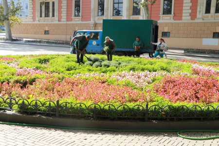 Городские улицы и парки украсят 2000 роскошных хризантем (фото)