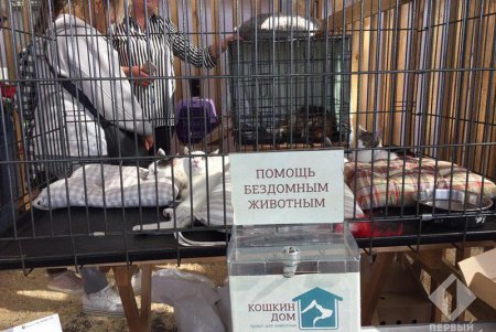 Найди себе друга: в Одессе стартовал четвертый Home Me Fest (фото)