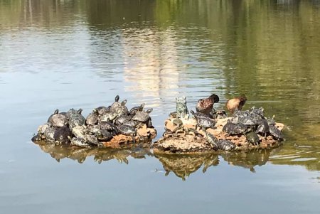 В парке Победы черепахи греются под солнечными лучами (фото, видео)
