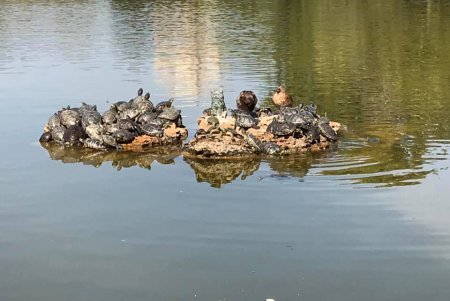 В парке Победы черепахи греются под солнечными лучами (фото, видео)