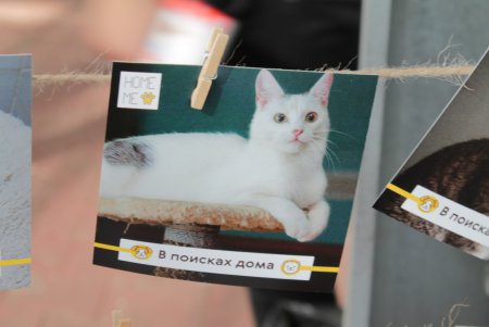 Home Me Fest: как в Одессе искали новых хозяев животным из приютов (фоторепортаж)